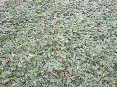 Tribulus terrestris.jpg